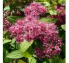Спирея японская Фробели (Froebelii) С2